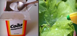 Comment pulvériser, arroser et nourrir les concombres de soude