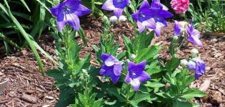 Pflanzen und Pflegen von Platicodon im Freien, Beschreibung der Sorten und Fortpflanzung
