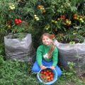 Stapsgewijze instructies voor het kweken van zakken tomaten