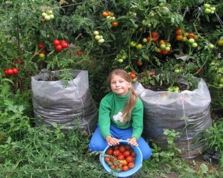 Step-by-step instructions for growing bags of tomatoes