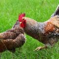 Popis a vlastnosti kuřat Bielefelder, doporučení pro chov