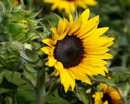 Soorten herbiciden voor zonnebloem en de beste preparaten met gebruiksaanwijzing