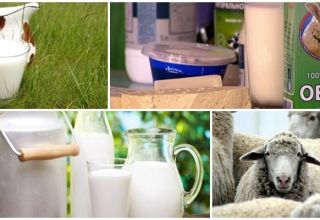 Zloženie a obsah kalórií v ovčom mlieku, jeho prínosy a poškodzujú organizmus