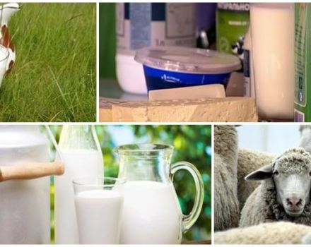 Sammansättningen och kalorihalten i fårmjölk, dess fördelar och skador på kroppen