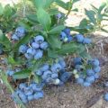 Hur blåbär växer i trädgården, valet av sorter och reglerna för plantering och vård