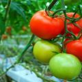 Gennemgang af de bedste sorter af tomater til åben mark i Moskva-regionen