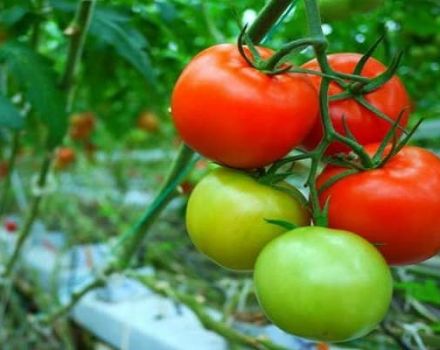 Herziening van de beste variëteiten tomaten voor vollegrond in de regio Moskou