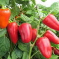 Plantning, dyrkningsteknologi og pleje af peberfrugter i det åbne felt