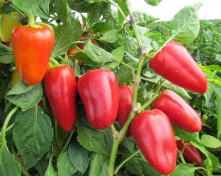 Výsadba, technologie pěstování a péče o papriky na otevřeném poli
