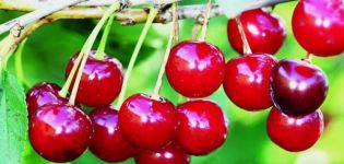 Beschrijving van de variëteit van Canadese kersen Precious Carmine en kenmerken van vruchtvorming
