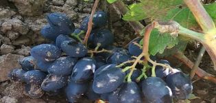 Descripción y características de la variedad de uva Rhombic, ventajas y desventajas, cultivo.
