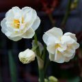 Beskrivning av påsklilja sorten Bridal Crown, plantering och vård schema