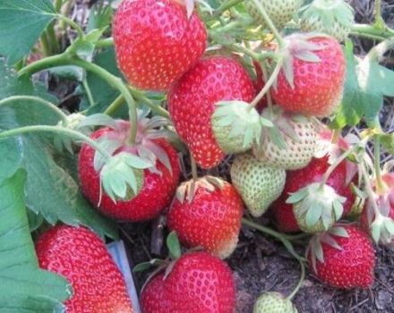 Beskrivning och egenskaper hos Carmen jordgubbssort, odling och vård