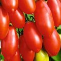 Beskrivning av tomatsorten Sockerfingrar, dess egenskaper och utbyte