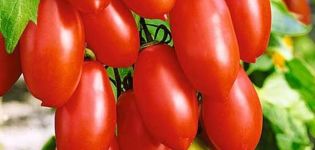 Descripción de la variedad de tomate Sugar fingers, sus características y rendimiento.