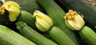 Beskrivning av Sangrum f1 zucchini-sorten, funktioner för odling och vård