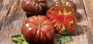Beschrijving van tomatenras Vrouwelijk aandeel f1, de kenmerken ervan