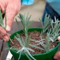 Planting, growing and caring for lavender outdoors in the Urals