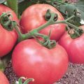 Beschreibung und Eigenschaften der Tomatensorte Pink Lady