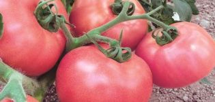 Mô tả và đặc điểm của giống cà chua Pink Lady