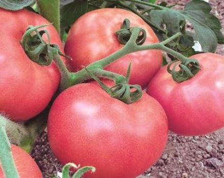 Beskrivning och egenskaper hos Pink Lady-tomatsorten