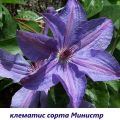 Dadels planten en zorg voor clematis in Siberië, de beste variëteiten en teeltregels
