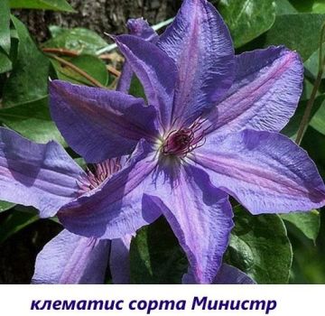 Planting dates and care for clematis in Siberia, the best varieties and growing rules