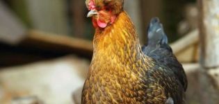 Beskrivning av den ryska krönta kycklingrasen och underhållsfunktioner