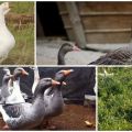 Description and characteristics of the Ural gray and white geese, breed breeding