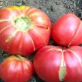 Tomaattilajikkeen isoäiti-lahjan ominaisuudet ja kuvaus, sen sato