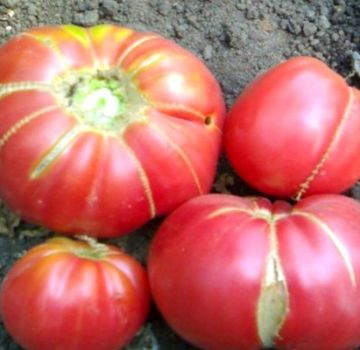 Pomidorų veislės močiutės dovanos, jos derlius, pobūdis ir apibūdinimas