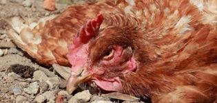 Symptome und Behandlung von Pasteurellose bei Haushühnern