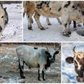 Opis a charakteristika plemena kráv Yakut, pravidlá ich udržiavania