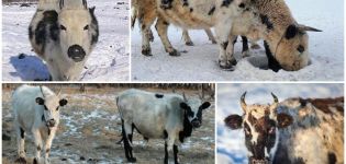 Beskrivning och egenskaper hos rasen Yakut kor, reglerna för deras underhåll
