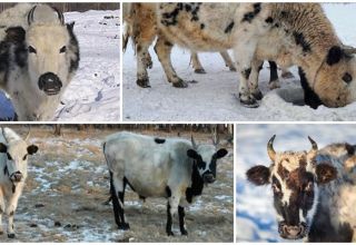 Description et caractéristiques de la race de vaches Yakut, les règles de leur entretien