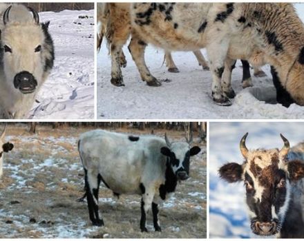 Description et caractéristiques de la race de vaches Yakut, les règles de leur entretien