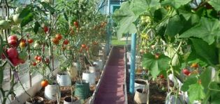 Anbau von Tomaten in Eimern auf freiem Feld und im Gewächshaus
