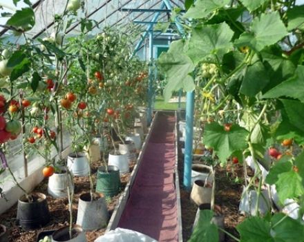 Auginti pomidorus kibiruose atvirame lauke ir šiltnamyje