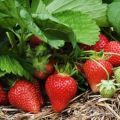 How can you increase the yield of strawberries in the open field, the best ways