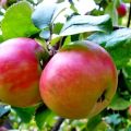 Obuolių veislės „Zhigulevskoe“ aprašymas ir savybės, sodinimas ir priežiūra etapais