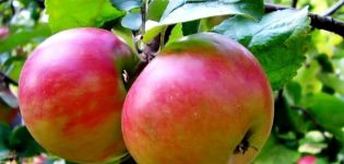 Popis a charakteristika odrůdy jablek Zhigulevskoye, výsadba a péče o jednotlivé fáze