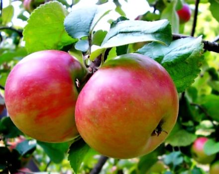 Опис и карактеристике сорте Зхигулевскоие јабука, постепено садња и нега