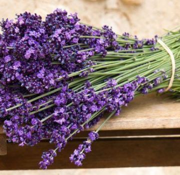 20 jenis dan jenis lavender terbaik dengan penerangan dan ciri