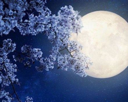 Favorable and unfavorable days in April for planting according to the lunar calendar of 2020