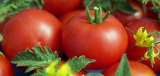 Charakteristiky a opis odrody paradajok Gina, jej výnos