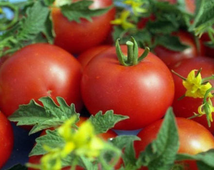 Egenskaper och beskrivning av tomatsorten Gina, dess utbyte