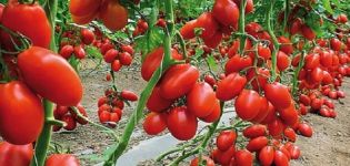 Pomidorų veislės aprašymas Sibiro puokštė, jos savybės ir derlius
