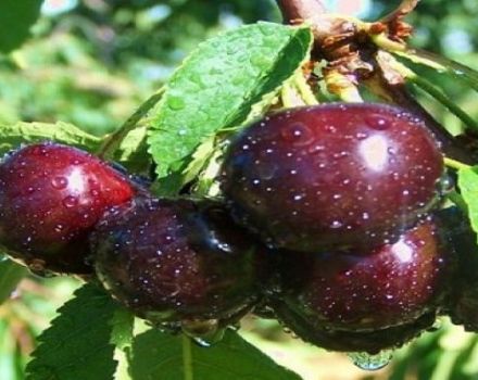 Kent vyšnių veislės aprašymas ir savybės, pranašumai ir trūkumai, auginimas