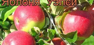 Welsey obelų vaisinės veislės aprašymas ir ypatybės, auginimas ir priežiūra