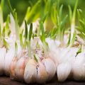 How to grow and care for garlic outdoors for a good harvest